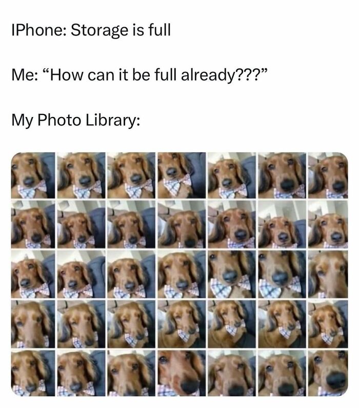 78 Memes For Anyone Who Stops Scrolling The Second An Animal Shows Up 78 Memes For Anyone Who Stops Scrolling The Second An Animal Shows Up