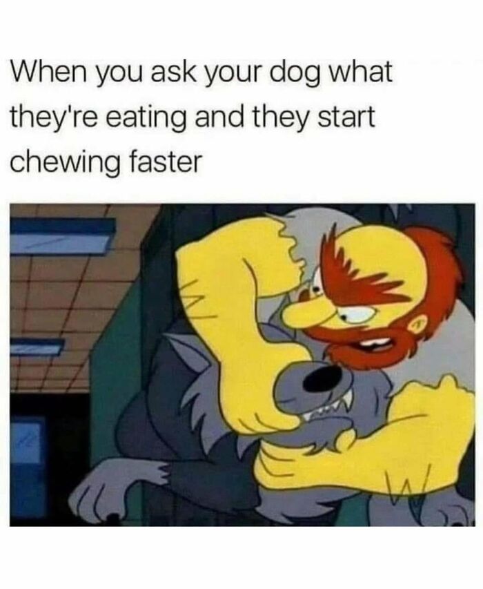 78 Memes For Anyone Who Stops Scrolling The Second An Animal Shows Up 78 Memes For Anyone Who Stops Scrolling The Second An Animal Shows Up