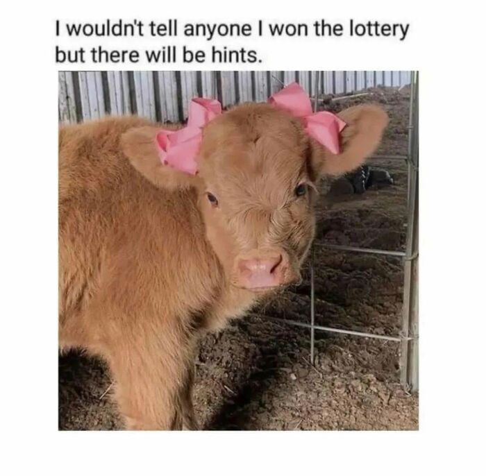 78 Memes For Anyone Who Stops Scrolling The Second An Animal Shows Up 78 Memes For Anyone Who Stops Scrolling The Second An Animal Shows Up