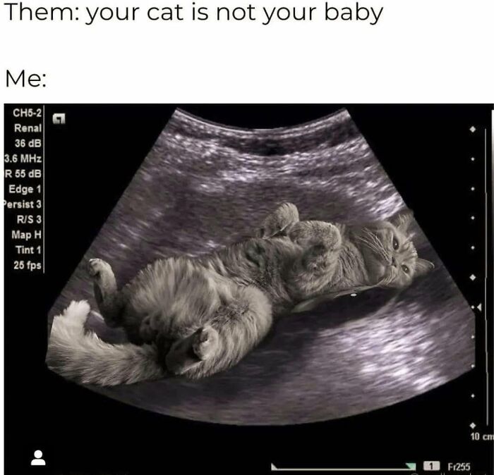 78 Memes For Anyone Who Stops Scrolling The Second An Animal Shows Up 78 Memes For Anyone Who Stops Scrolling The Second An Animal Shows Up