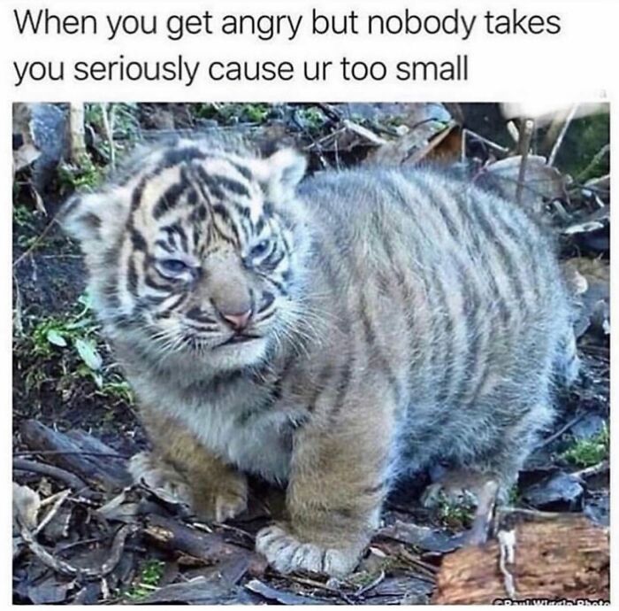 78 Memes For Anyone Who Stops Scrolling The Second An Animal Shows Up 78 Memes For Anyone Who Stops Scrolling The Second An Animal Shows Up