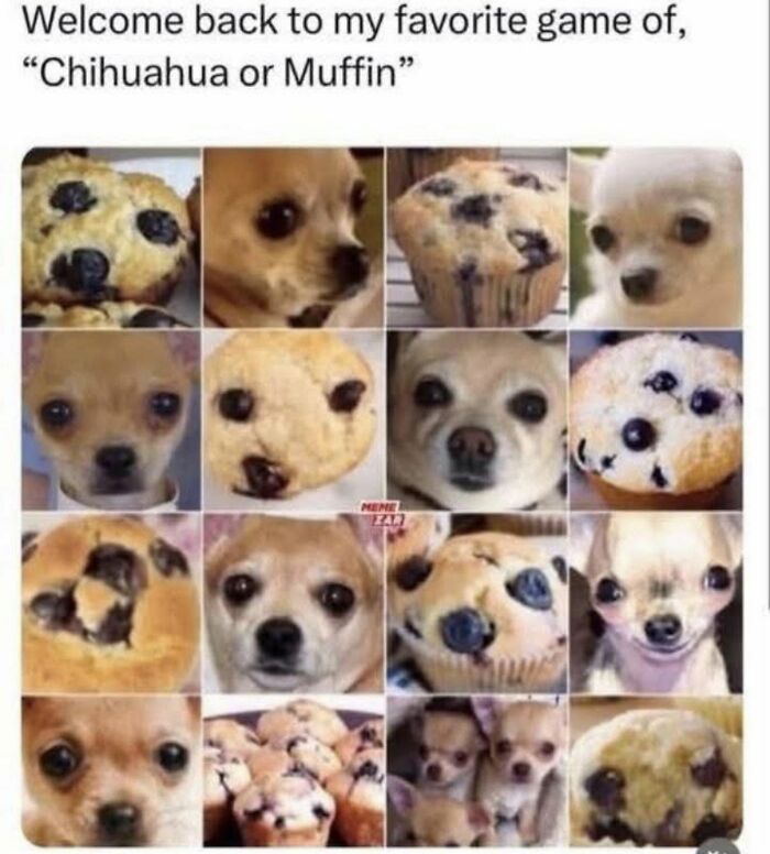 78 Memes For Anyone Who Stops Scrolling The Second An Animal Shows Up 78 Memes For Anyone Who Stops Scrolling The Second An Animal Shows Up