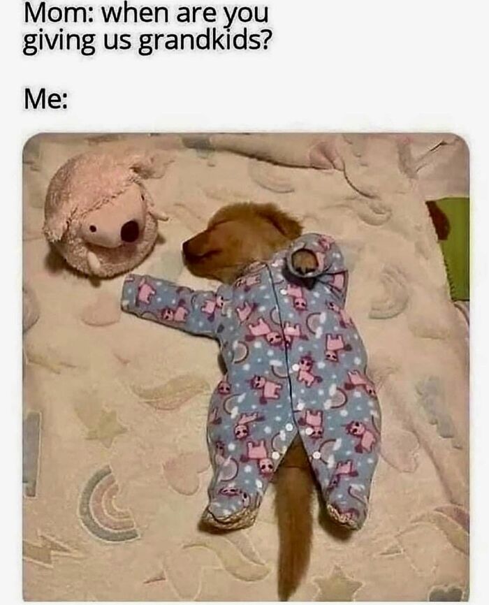 78 Memes For Anyone Who Stops Scrolling The Second An Animal Shows Up 78 Memes For Anyone Who Stops Scrolling The Second An Animal Shows Up
