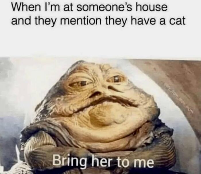 78 Memes For Anyone Who Stops Scrolling The Second An Animal Shows Up 78 Memes For Anyone Who Stops Scrolling The Second An Animal Shows Up