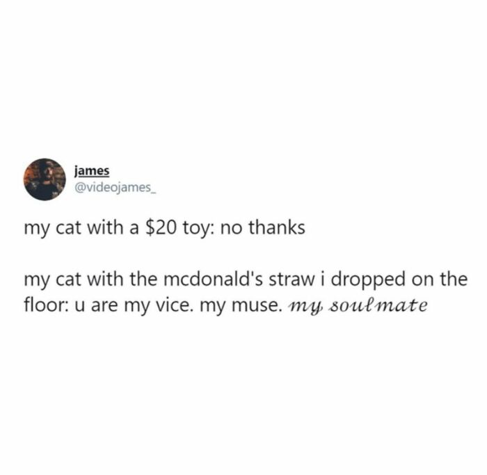 78 Memes For Anyone Who Stops Scrolling The Second An Animal Shows Up 78 Memes For Anyone Who Stops Scrolling The Second An Animal Shows Up