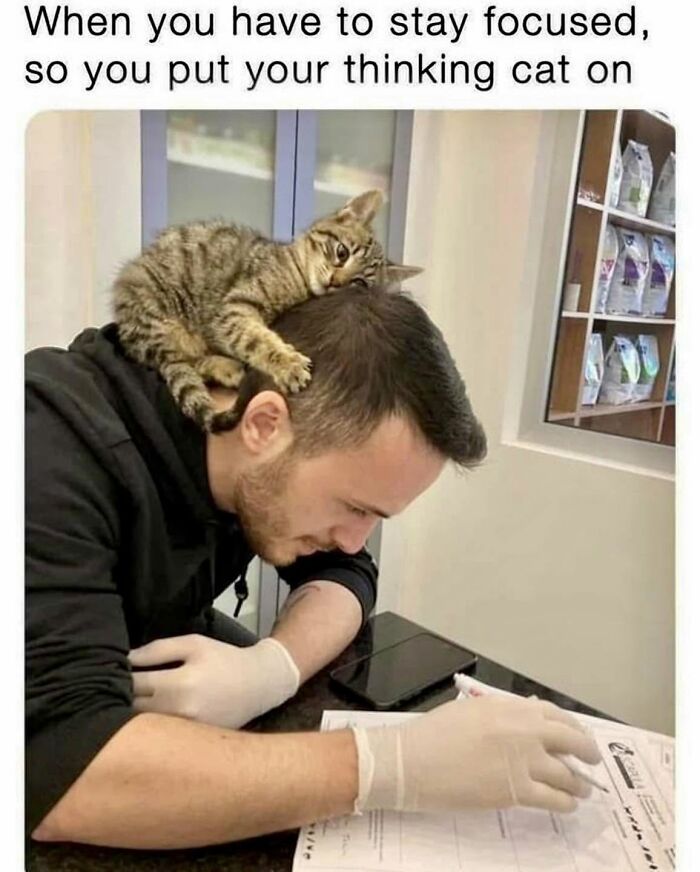 78 Memes For Anyone Who Stops Scrolling The Second An Animal Shows Up 78 Memes For Anyone Who Stops Scrolling The Second An Animal Shows Up