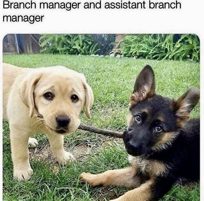 78 Memes For Anyone Who Stops Scrolling The Second An Animal Shows Up 78 Memes For Anyone Who Stops Scrolling The Second An Animal Shows Up