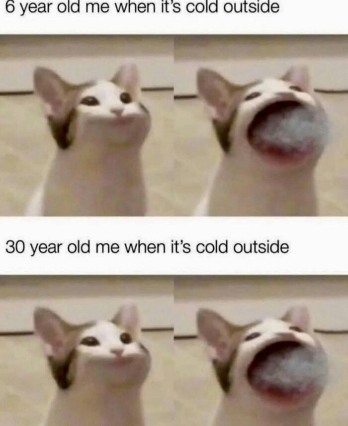 78 Memes For Anyone Who Stops Scrolling The Second An Animal Shows Up 78 Memes For Anyone Who Stops Scrolling The Second An Animal Shows Up