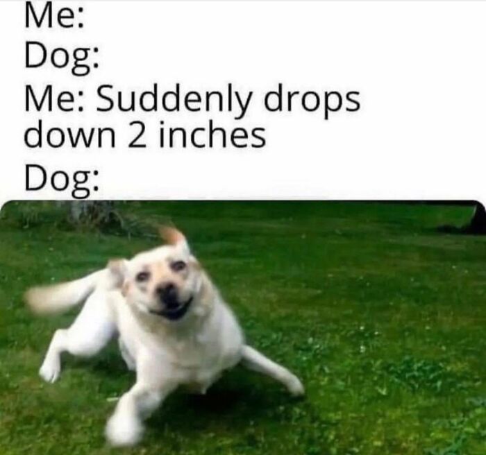 78 Memes For Anyone Who Stops Scrolling The Second An Animal Shows Up 78 Memes For Anyone Who Stops Scrolling The Second An Animal Shows Up