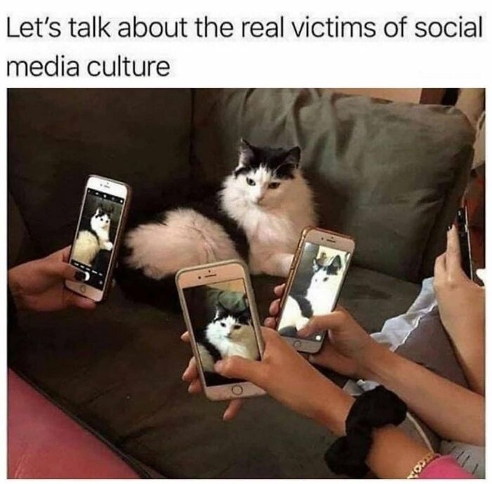 78 Memes For Anyone Who Stops Scrolling The Second An Animal Shows Up 78 Memes For Anyone Who Stops Scrolling The Second An Animal Shows Up