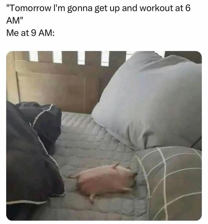 78 Memes For Anyone Who Stops Scrolling The Second An Animal Shows Up 78 Memes For Anyone Who Stops Scrolling The Second An Animal Shows Up
