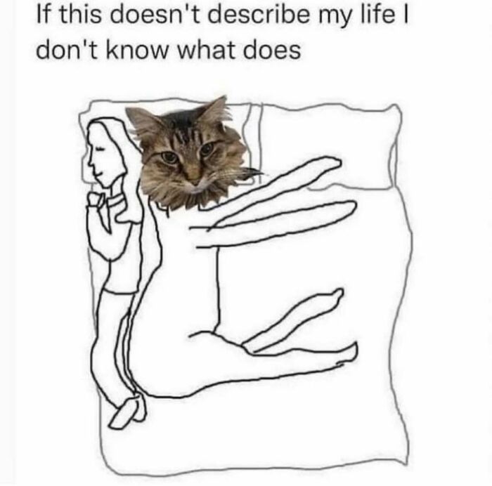 78 Memes For Anyone Who Stops Scrolling The Second An Animal Shows Up 78 Memes For Anyone Who Stops Scrolling The Second An Animal Shows Up