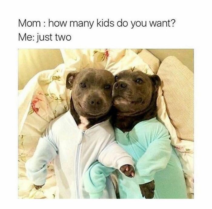 78 Memes For Anyone Who Stops Scrolling The Second An Animal Shows Up 78 Memes For Anyone Who Stops Scrolling The Second An Animal Shows Up