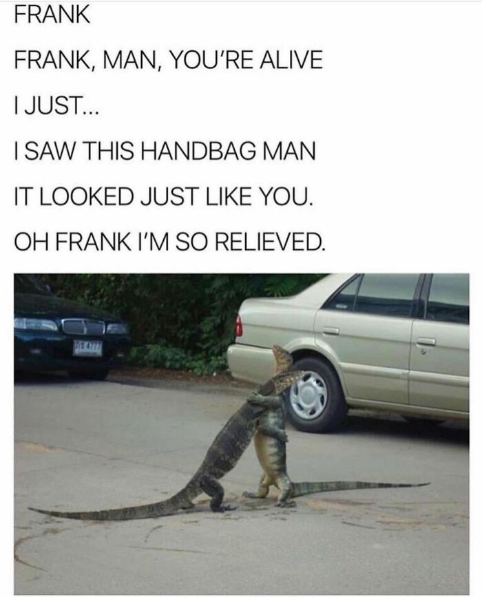 78 Memes For Anyone Who Stops Scrolling The Second An Animal Shows Up 78 Memes For Anyone Who Stops Scrolling The Second An Animal Shows Up