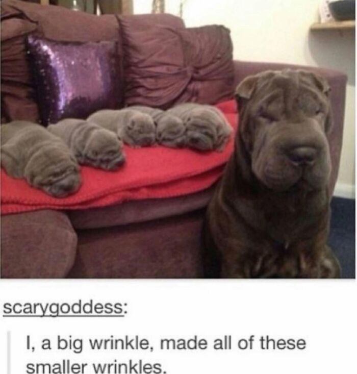 78 Memes For Anyone Who Stops Scrolling The Second An Animal Shows Up 78 Memes For Anyone Who Stops Scrolling The Second An Animal Shows Up