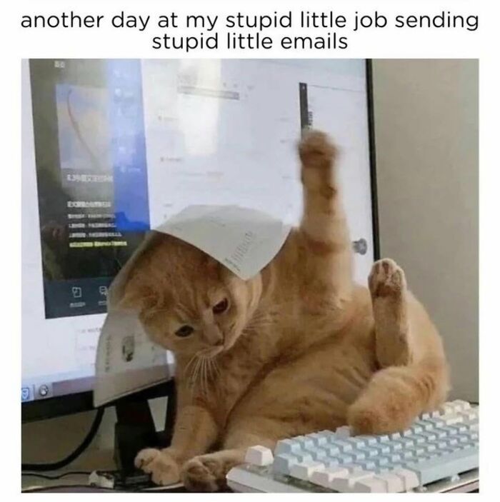78 Memes For Anyone Who Stops Scrolling The Second An Animal Shows Up 78 Memes For Anyone Who Stops Scrolling The Second An Animal Shows Up