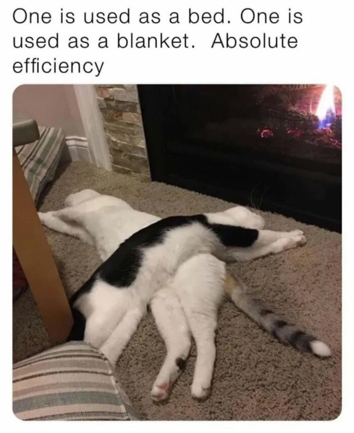 78 Memes For Anyone Who Stops Scrolling The Second An Animal Shows Up 78 Memes For Anyone Who Stops Scrolling The Second An Animal Shows Up