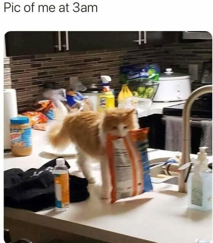 78 Memes For Anyone Who Stops Scrolling The Second An Animal Shows Up 78 Memes For Anyone Who Stops Scrolling The Second An Animal Shows Up