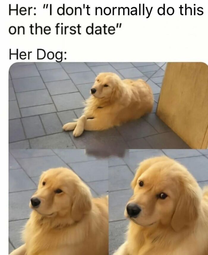 78 Memes For Anyone Who Stops Scrolling The Second An Animal Shows Up 78 Memes For Anyone Who Stops Scrolling The Second An Animal Shows Up