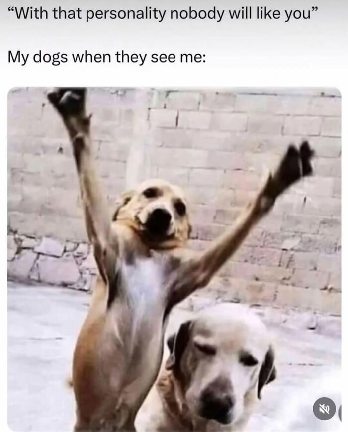 78 Memes For Anyone Who Stops Scrolling The Second An Animal Shows Up 78 Memes For Anyone Who Stops Scrolling The Second An Animal Shows Up