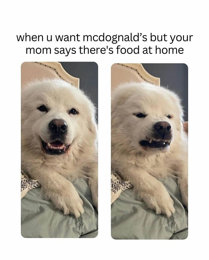 78 Memes For Anyone Who Stops Scrolling The Second An Animal Shows Up 78 Memes For Anyone Who Stops Scrolling The Second An Animal Shows Up