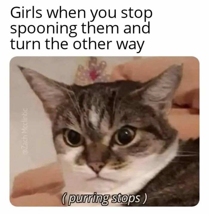 78 Memes For Anyone Who Stops Scrolling The Second An Animal Shows Up 78 Memes For Anyone Who Stops Scrolling The Second An Animal Shows Up