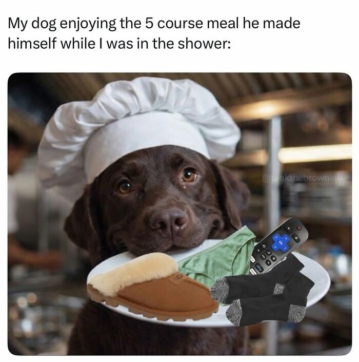78 Memes For Anyone Who Stops Scrolling The Second An Animal Shows Up 78 Memes For Anyone Who Stops Scrolling The Second An Animal Shows Up
