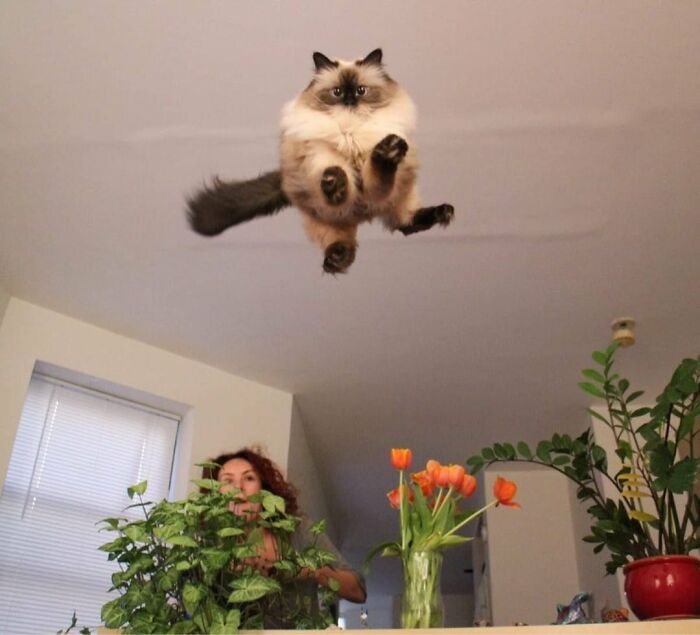 This Page Shared 50 Funniest Animal Photos That Deserve A Comedy Award