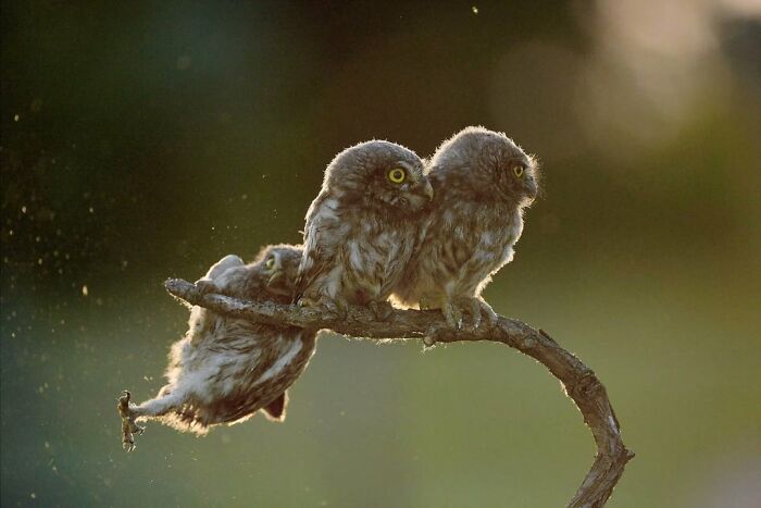 This Page Shared 50 Funniest Animal Photos That Deserve A Comedy Award