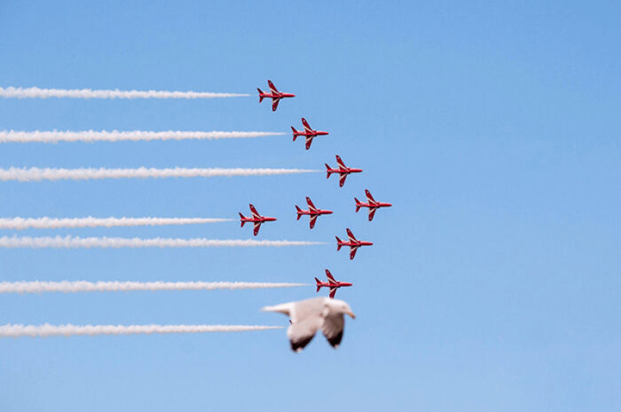 This Page Shared 50 Funniest Animal Photos That Deserve A Comedy Award