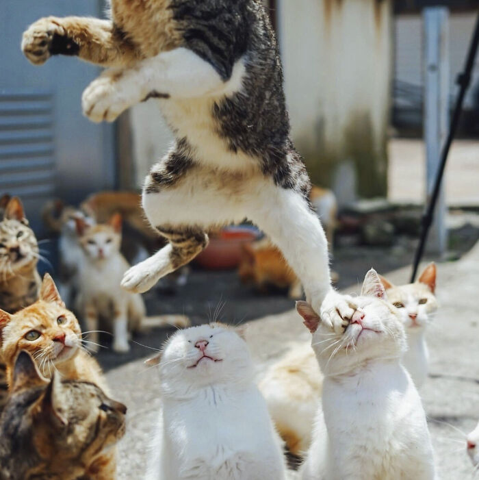 This Page Shared 50 Funniest Animal Photos That Deserve A Comedy Award