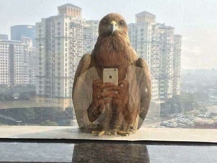 This Page Shared 50 Funniest Animal Photos That Deserve A Comedy Award