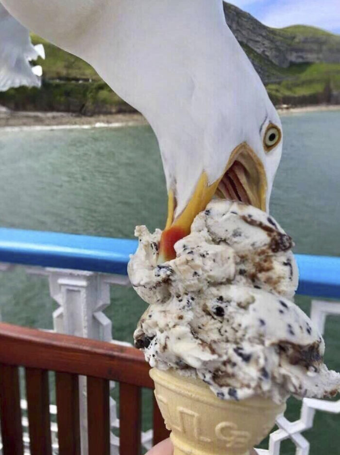 This Page Shared 50 Funniest Animal Photos That Deserve A Comedy Award