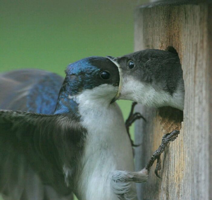 This Page Shared 50 Funniest Animal Photos That Deserve A Comedy Award