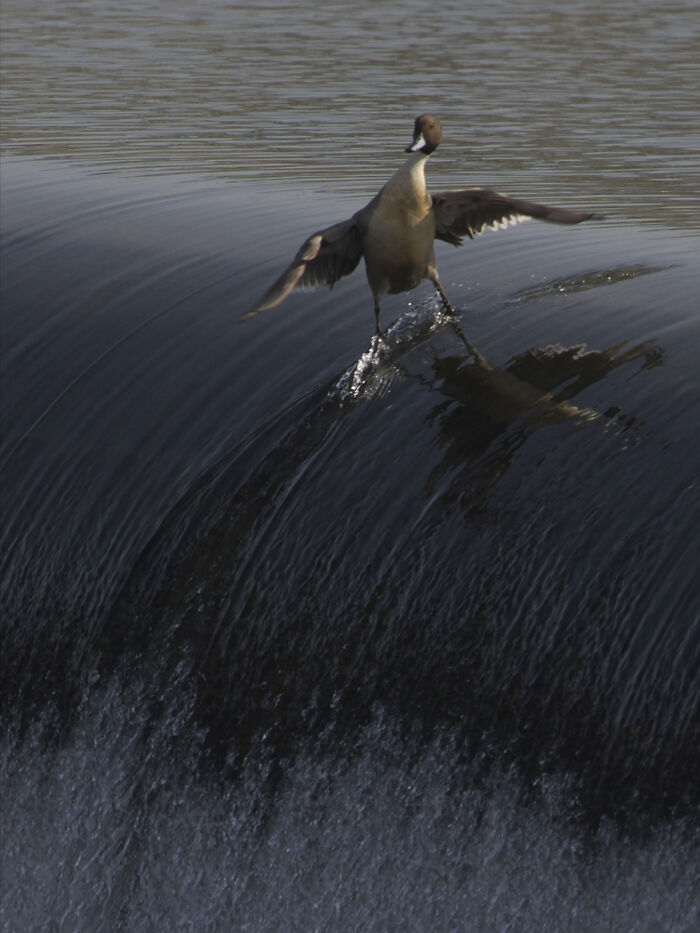 This Page Shared 50 Funniest Animal Photos That Deserve A Comedy Award