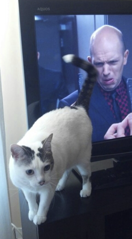 This Page Shared 50 Funniest Animal Photos That Deserve A Comedy Award
