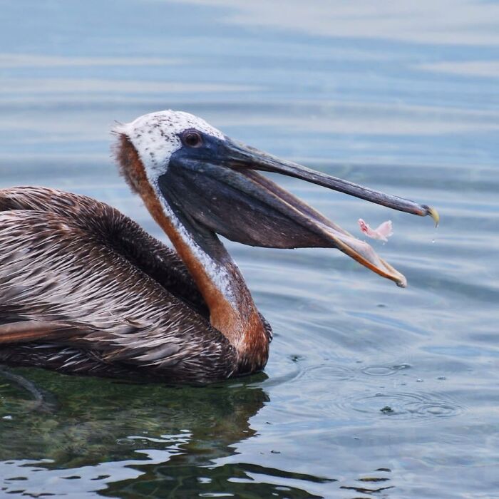 This Page Shared 50 Funniest Animal Photos That Deserve A Comedy Award