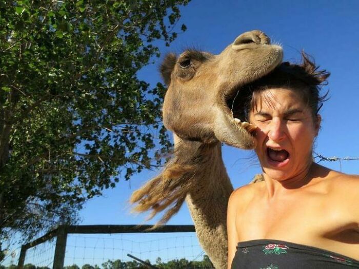 This Page Shared 50 Funniest Animal Photos That Deserve A Comedy Award