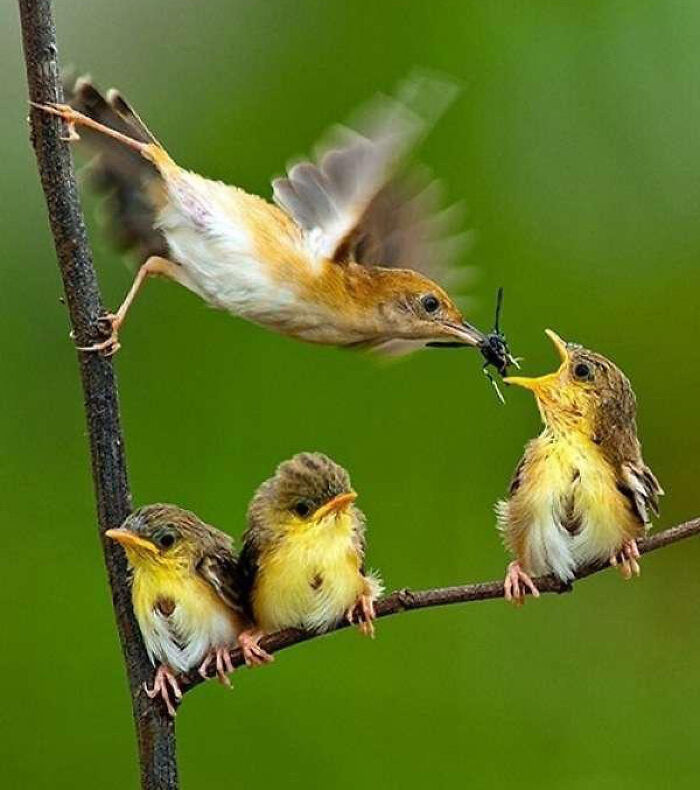 This Page Shared 50 Funniest Animal Photos That Deserve A Comedy Award