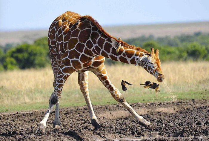 This Page Shared 50 Funniest Animal Photos That Deserve A Comedy Award