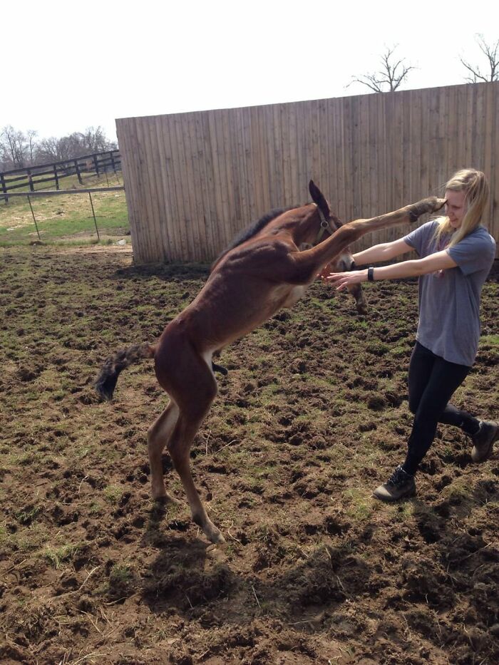 This Page Shared 50 Funniest Animal Photos That Deserve A Comedy Award