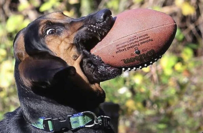 This Page Shared 50 Funniest Animal Photos That Deserve A Comedy Award