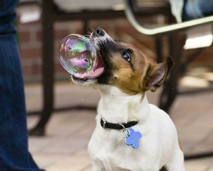 This Page Shared 50 Funniest Animal Photos That Deserve A Comedy Award