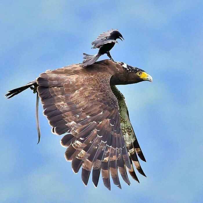 This Page Shared 50 Funniest Animal Photos That Deserve A Comedy Award