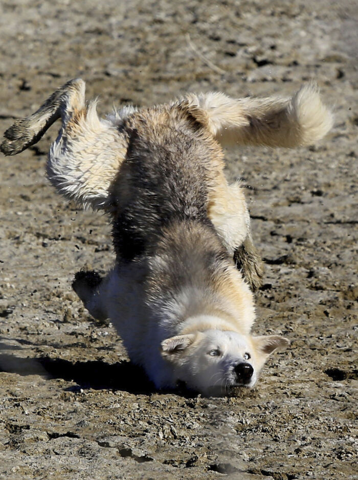 This Page Shared 50 Funniest Animal Photos That Deserve A Comedy Award