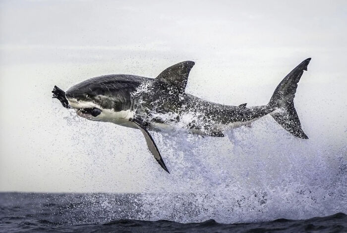 This Page Shared 50 Funniest Animal Photos That Deserve A Comedy Award