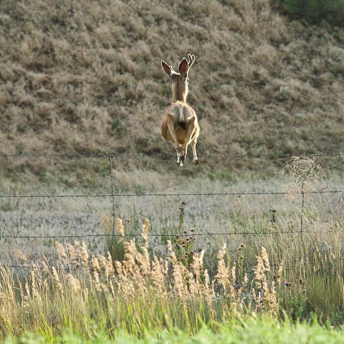 This Page Shared 50 Funniest Animal Photos That Deserve A Comedy Award