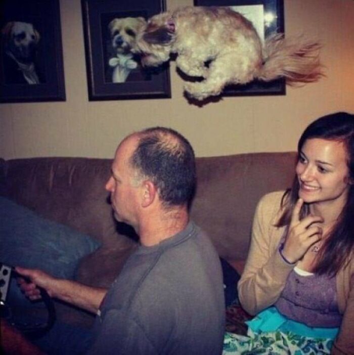 This Page Shared 50 Funniest Animal Photos That Deserve A Comedy Award