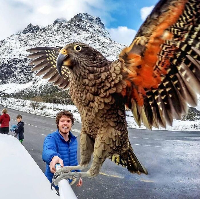 This Page Shared 50 Funniest Animal Photos That Deserve A Comedy Award