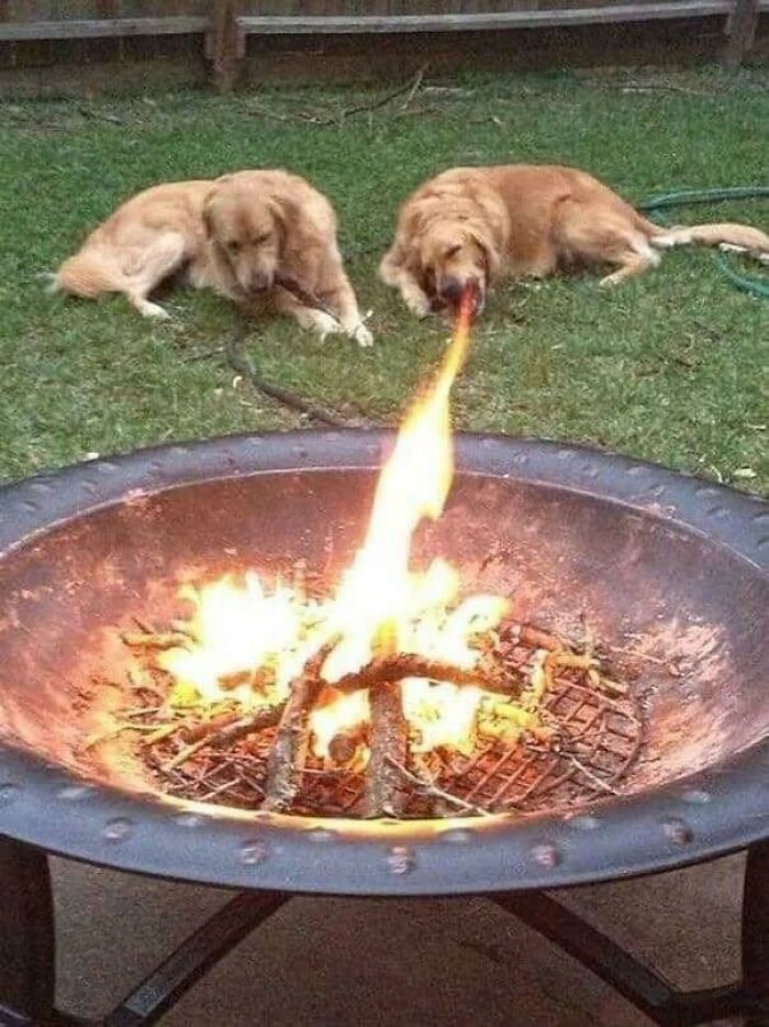 This Page Shared 50 Funniest Animal Photos That Deserve A Comedy Award